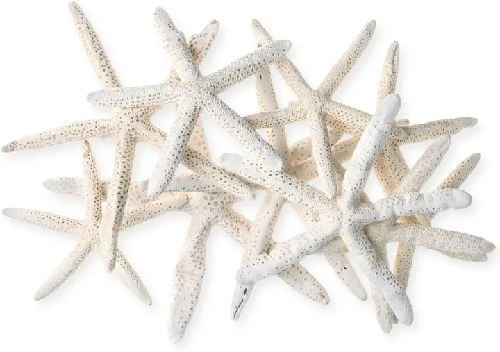 Natural White Finger Starfish — 10-Pack (6–8") for Coastal Crafts