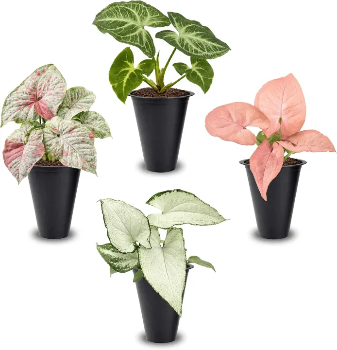 Syngonium 4-Pack Live Starter Plants — Batik, Holly M, Milk Confetti, Neon Robusta