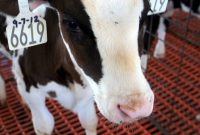 How Milk Is Made: From Cows to Cartons