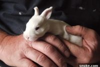 Raising Newborn Rabbits: Care During the First Two Weeks