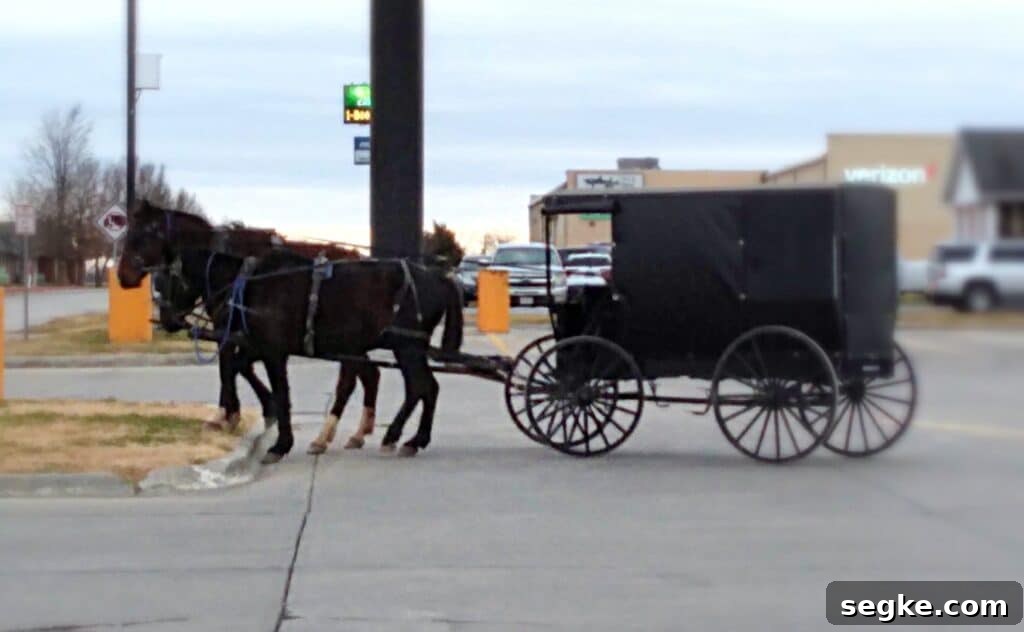 Amish buggy with two horses tied to a post.