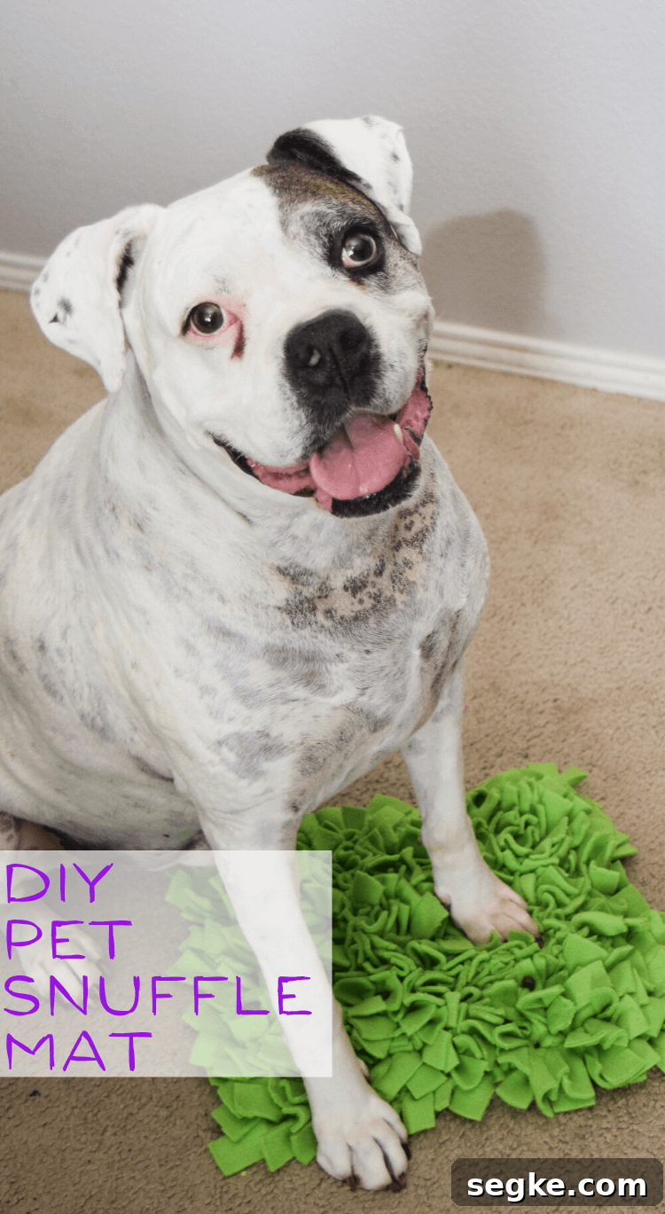 My Boxer dog with his DIY Pet Snuffle Mat