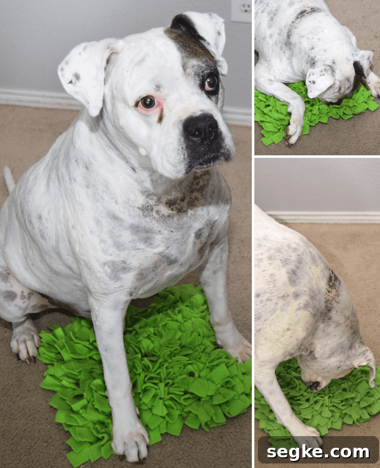 Hank the Boxer dog loves his DIY Pet Snuffle Mat