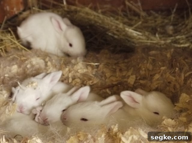 Breeding Rabbits - Newborn to Two Weeks Old